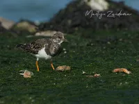 Steltlopers en Snippen [Scolopacidae]